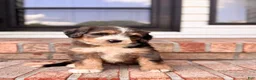 Bernedoodle dogs for sale: Charlotte - Ad 1