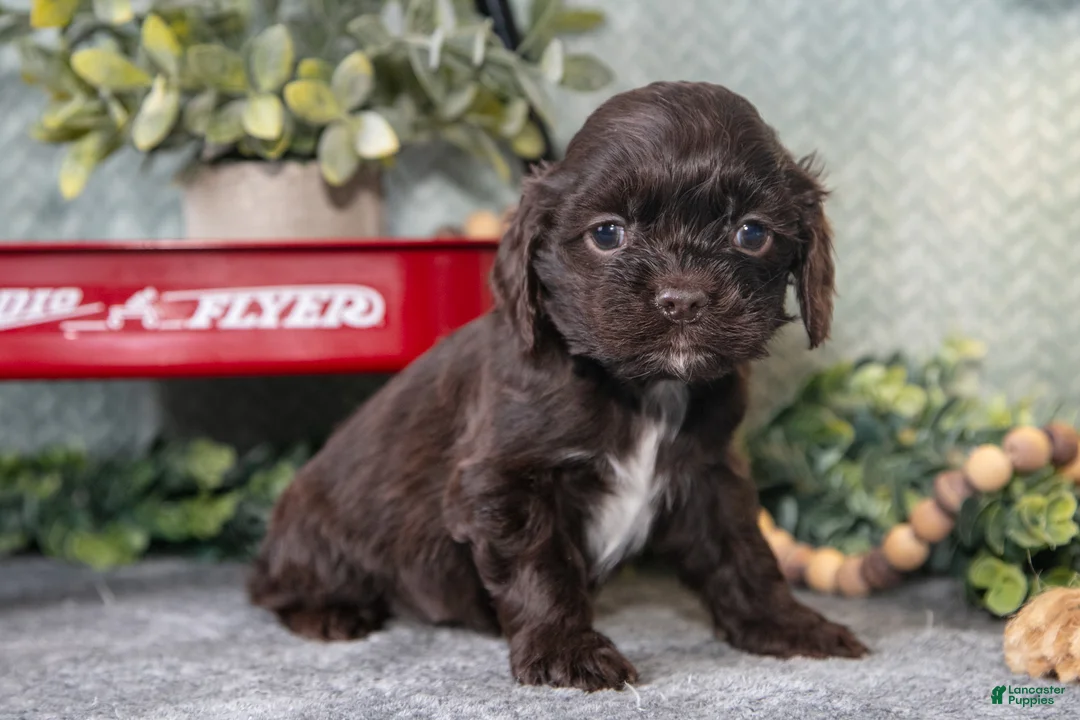 Cocker Spaniel dogs for sale: Lindy - Ad 3