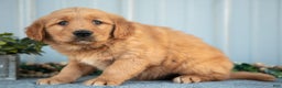Golden Retriever dogs for sale: Morty - Ad 3