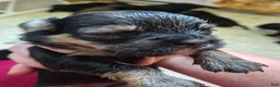Mixed Breed dogs for sale: Mixed Breed 7 - Ad 4