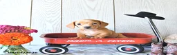 Miniature Dachshund dogs for sale: Reba - Ad 4