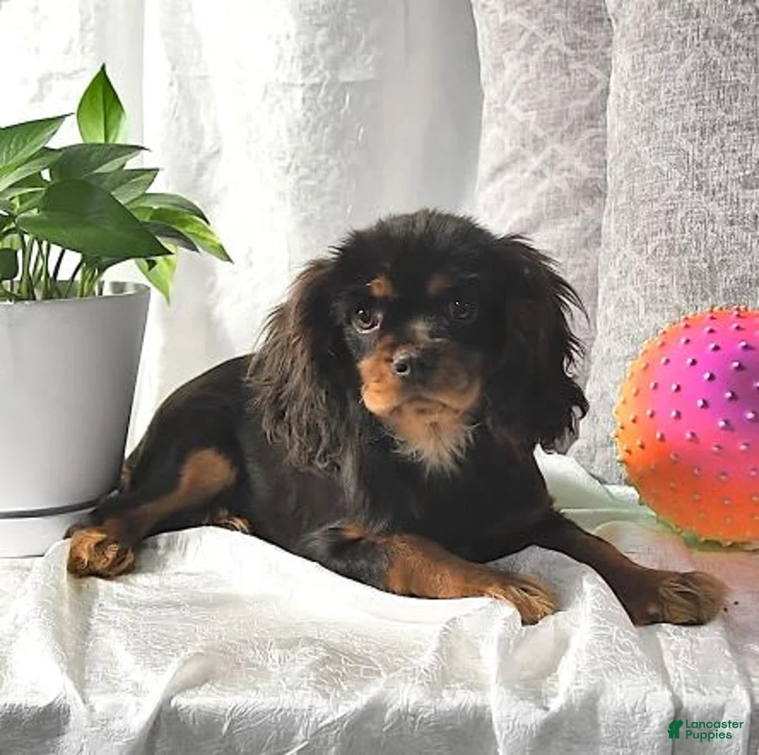 Gallery Image {{count}}