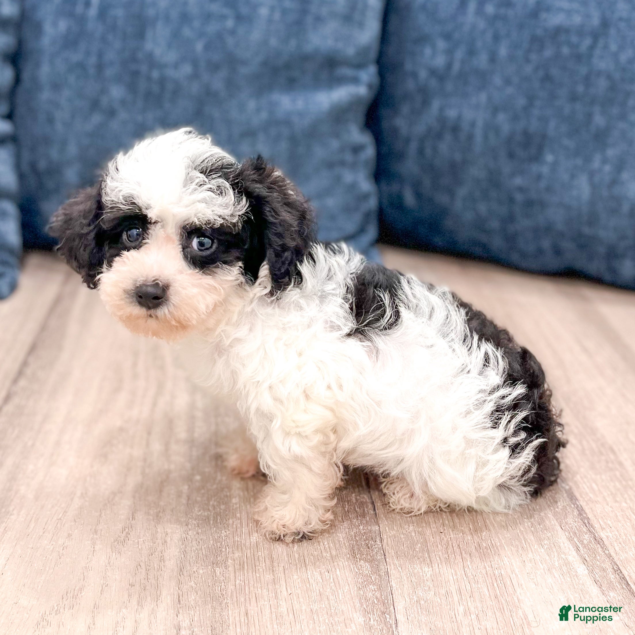 Yorkiepoo dogs for sale: Benson - Ad 3