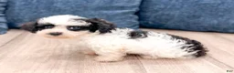 Yorkiepoo dogs for sale: Benson - Ad 1
