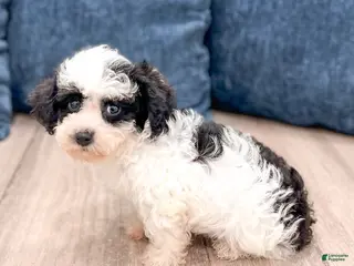 Yorkiepoo dogs for sale: Benson - Ad 3