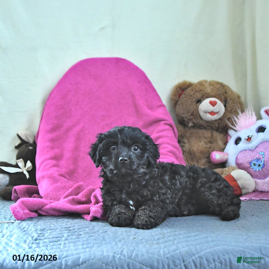 Cavapoo dogs for sale: Glenda - Ad 2