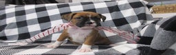 Boxer dogs for sale: Noel - Ad 1