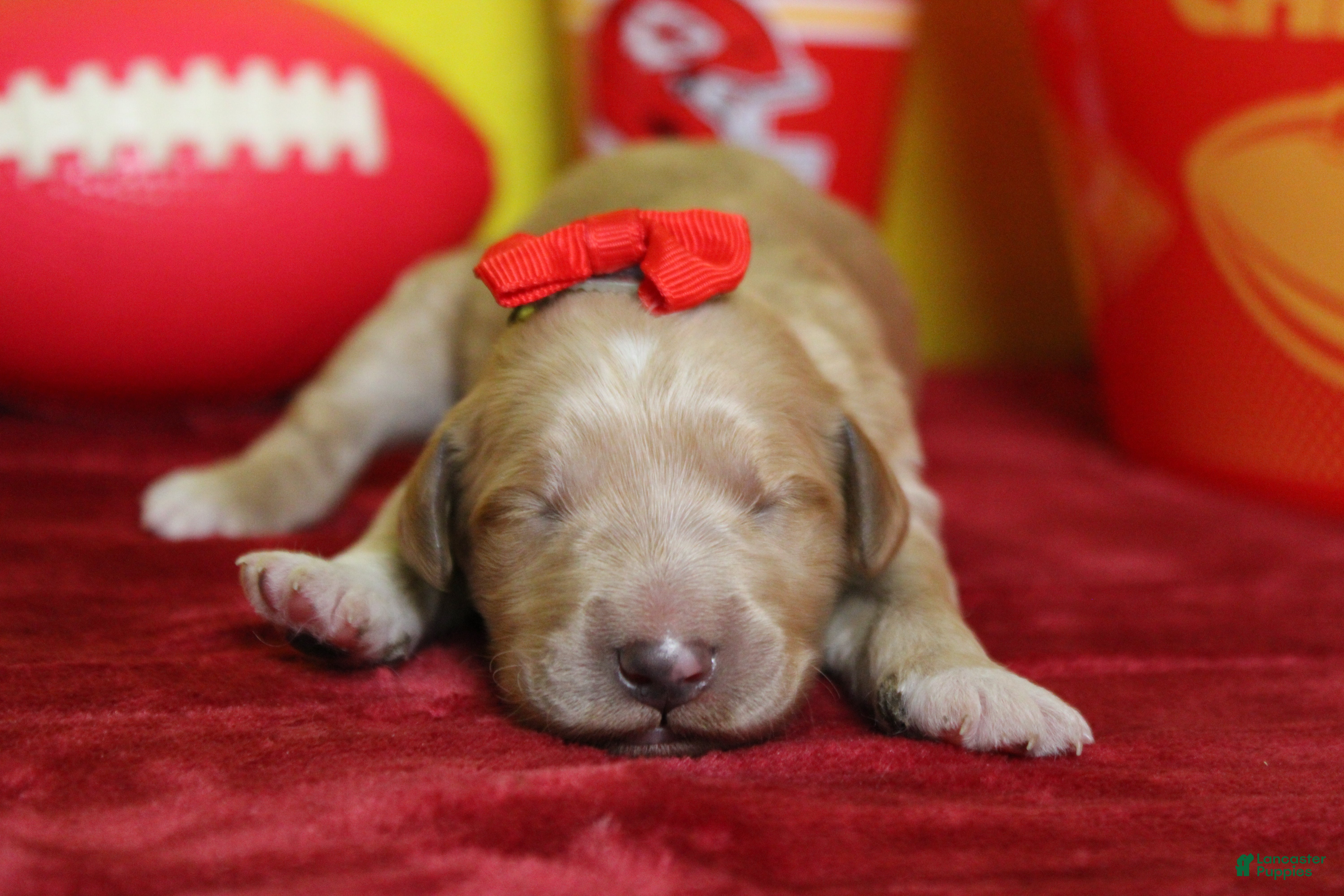 Goldendoodle dogs Cinder  - Ad 19