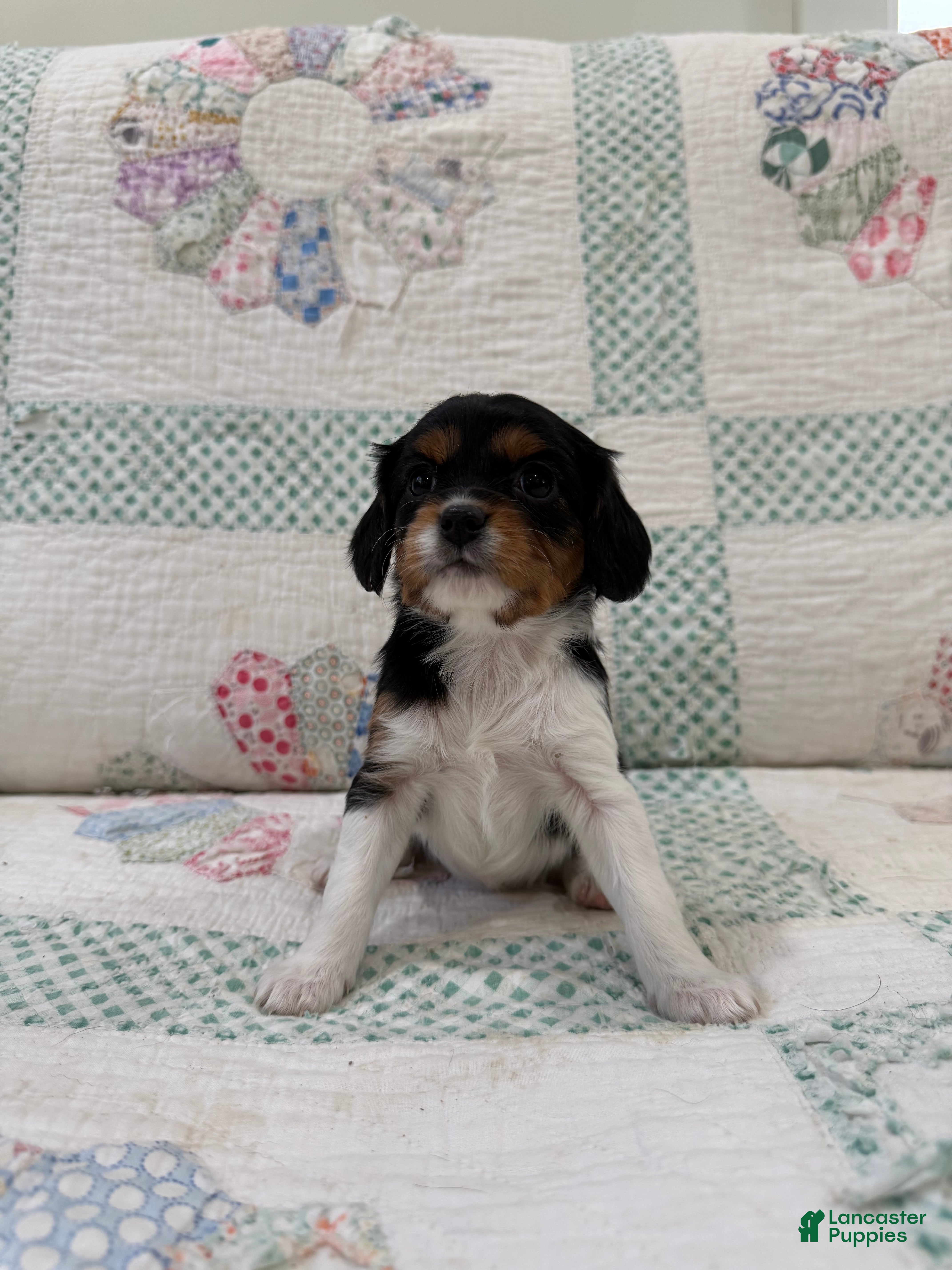 Cavapoo dogs Cavapoo Puppy 4 - Ad 1