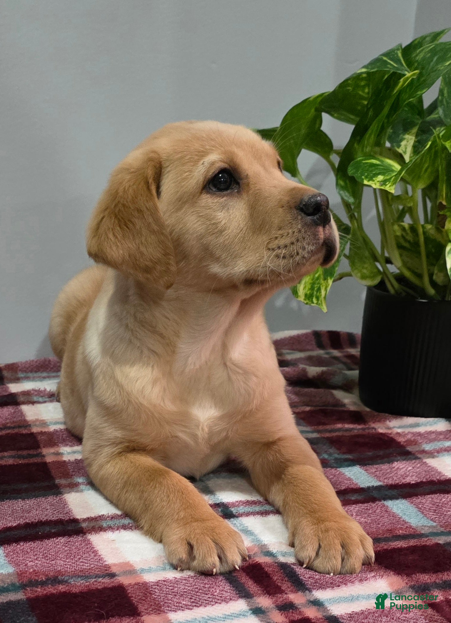 Labrador Retriever dogs Charlie - Ad 1