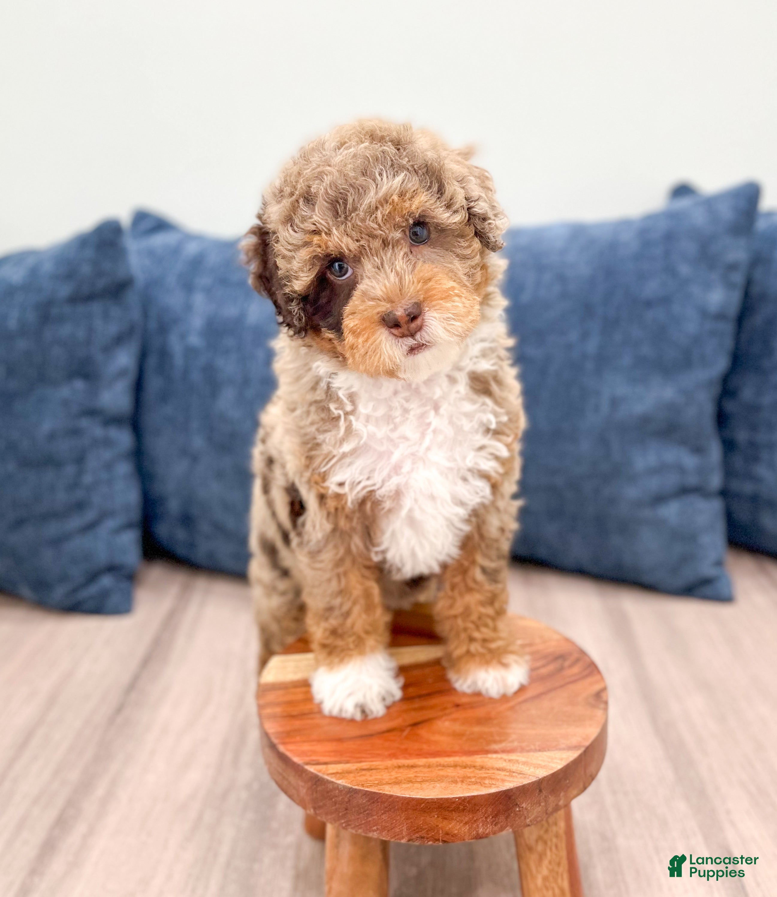 Mini Goldendoodle dogs Kisses - Ad 1