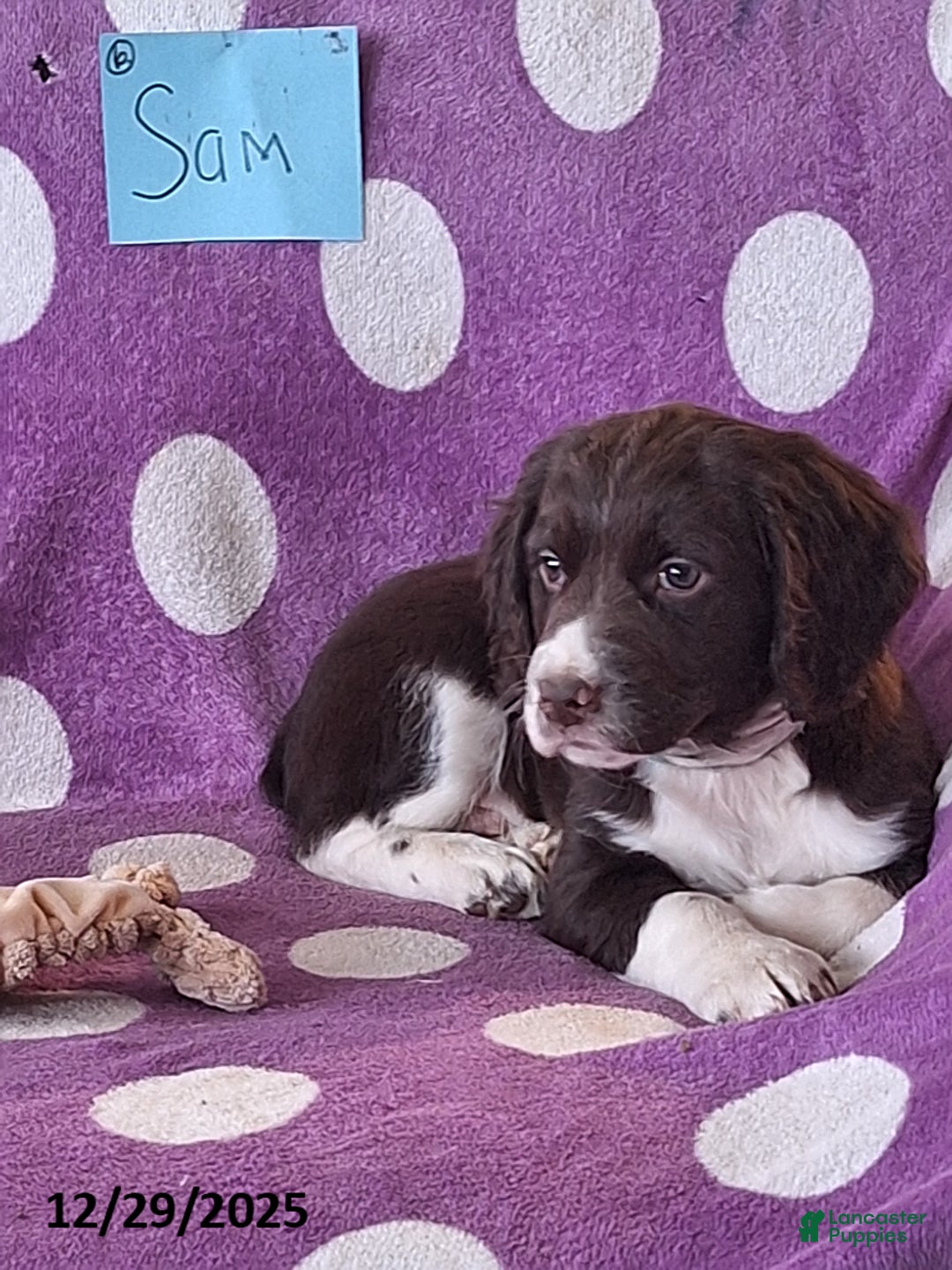 English Springer Spaniel dogs for sale: Sam - Ad 2