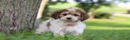 Cockapoo dogs for sale: Angela - Ad 4