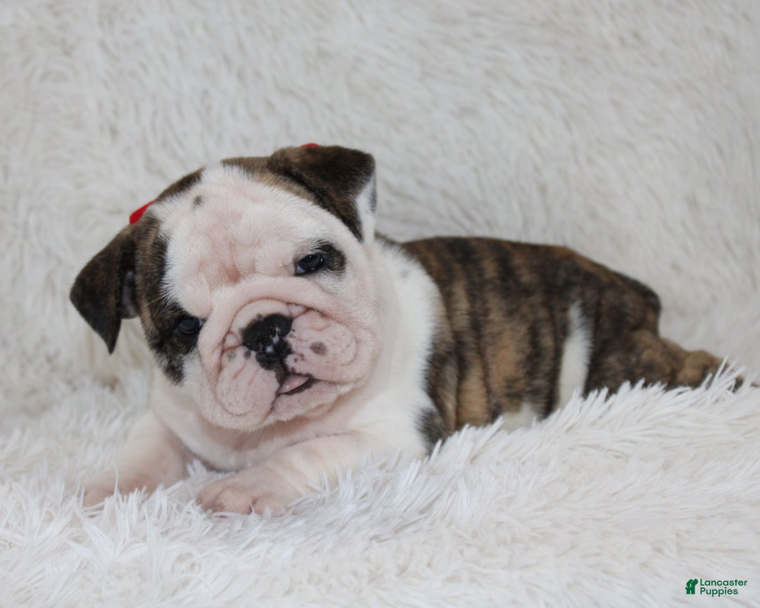 English Bulldog dogs for sale: Taya - Ad 8