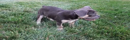 French Bulldog dogs for sale: Dick - Ad 5