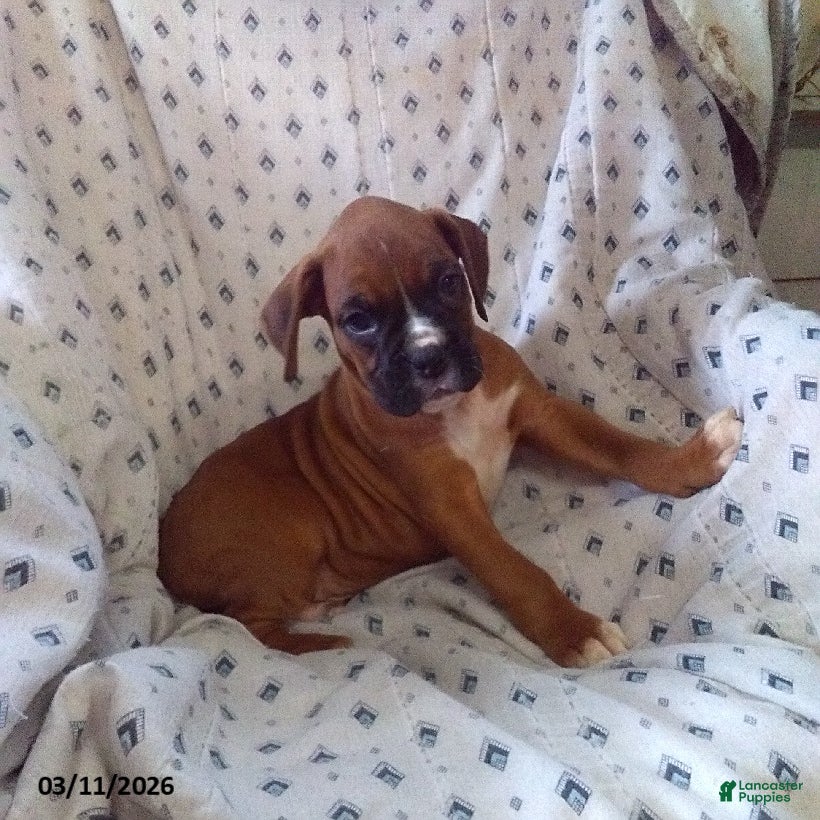 Boxer dogs Cooper - Ad 1
