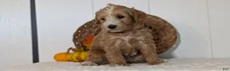 Schnoodle dogs for sale: Roscoe - Ad 3