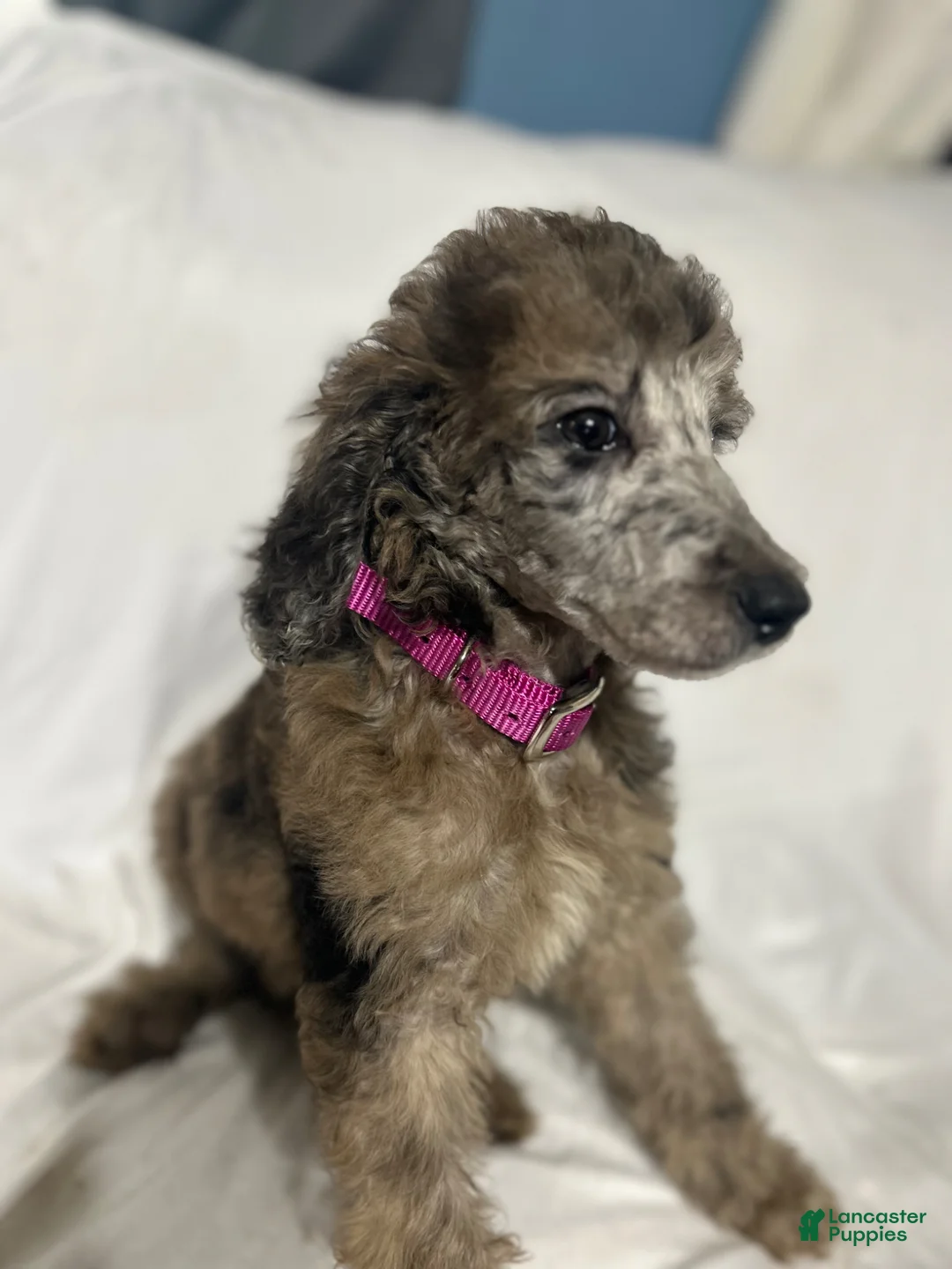 Standard Poodle dogs for sale: Standard Poodle Puppy 1 - Ad 2