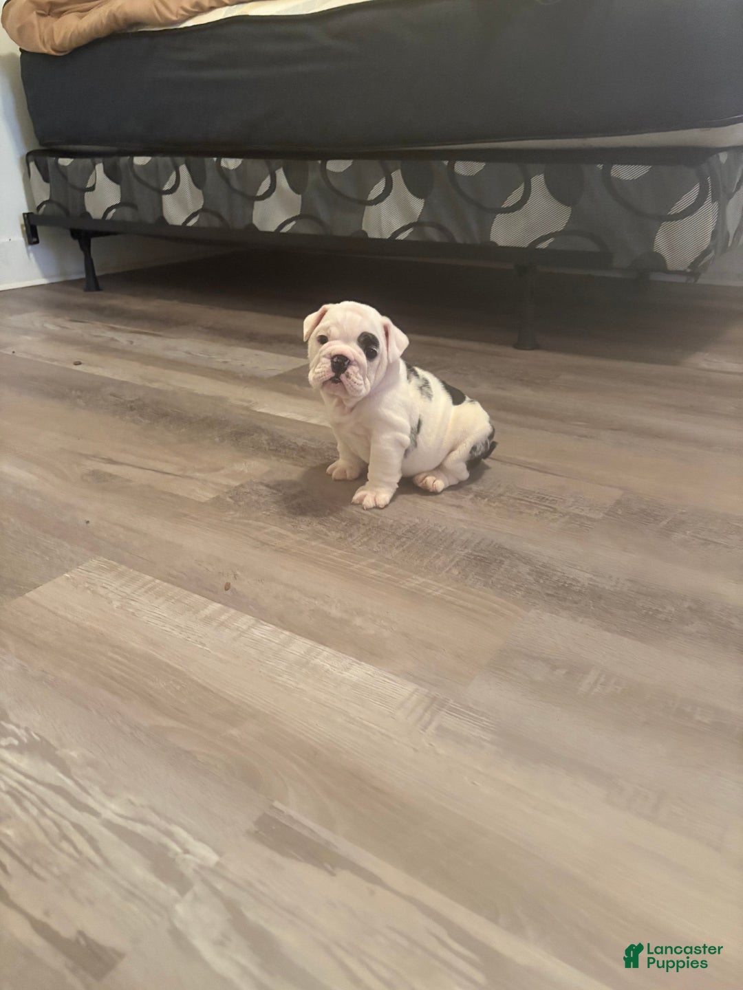 English Bulldog dogs for sale: English Bulldog Puppy 1 - Ad 1