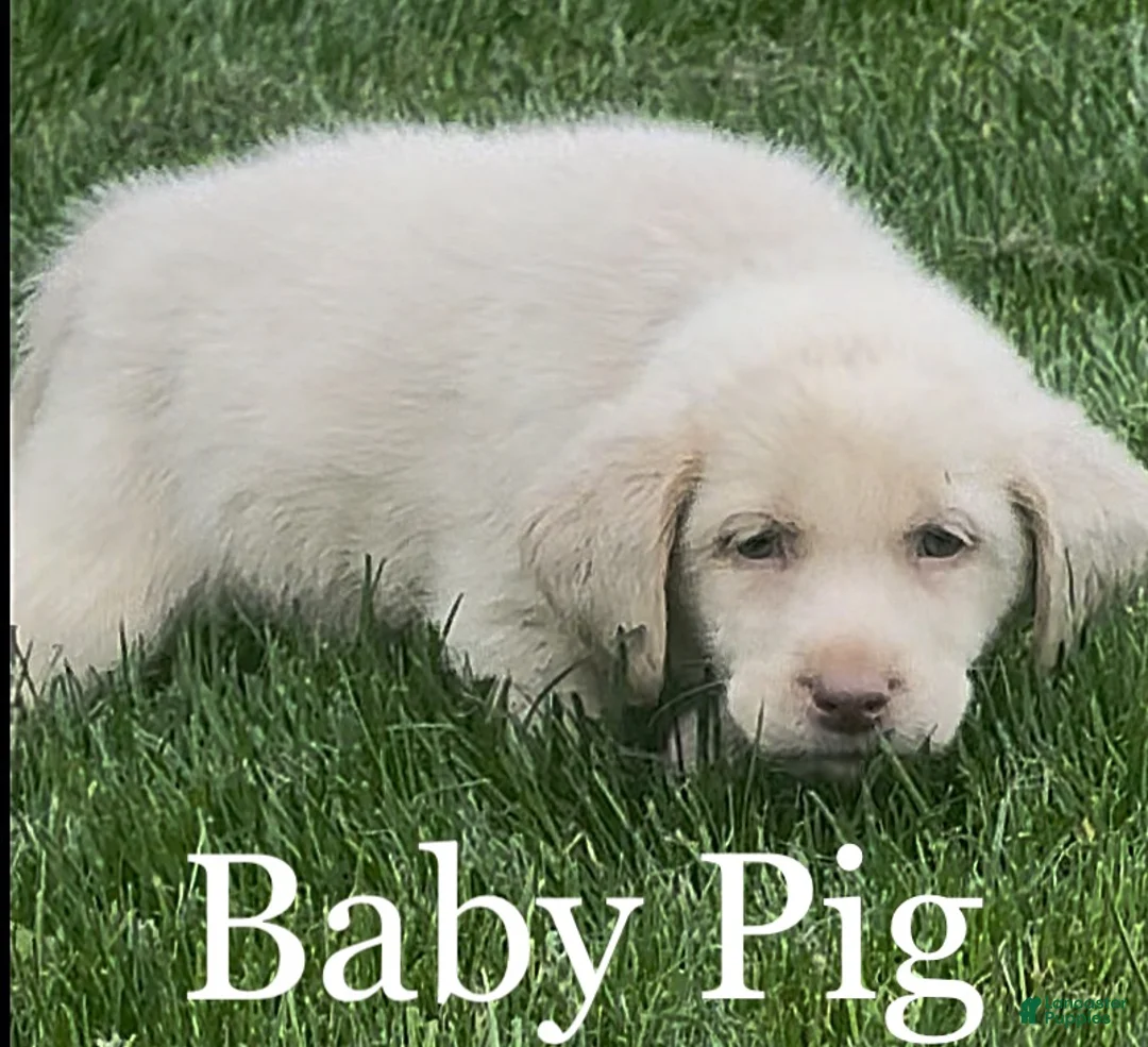 Labrador Retriever dogs for sale: Labrador Retriever Puppy 1 - Ad 1