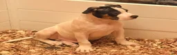Mixed Breed dogs for sale: Mixed Breed 3 - Ad 7