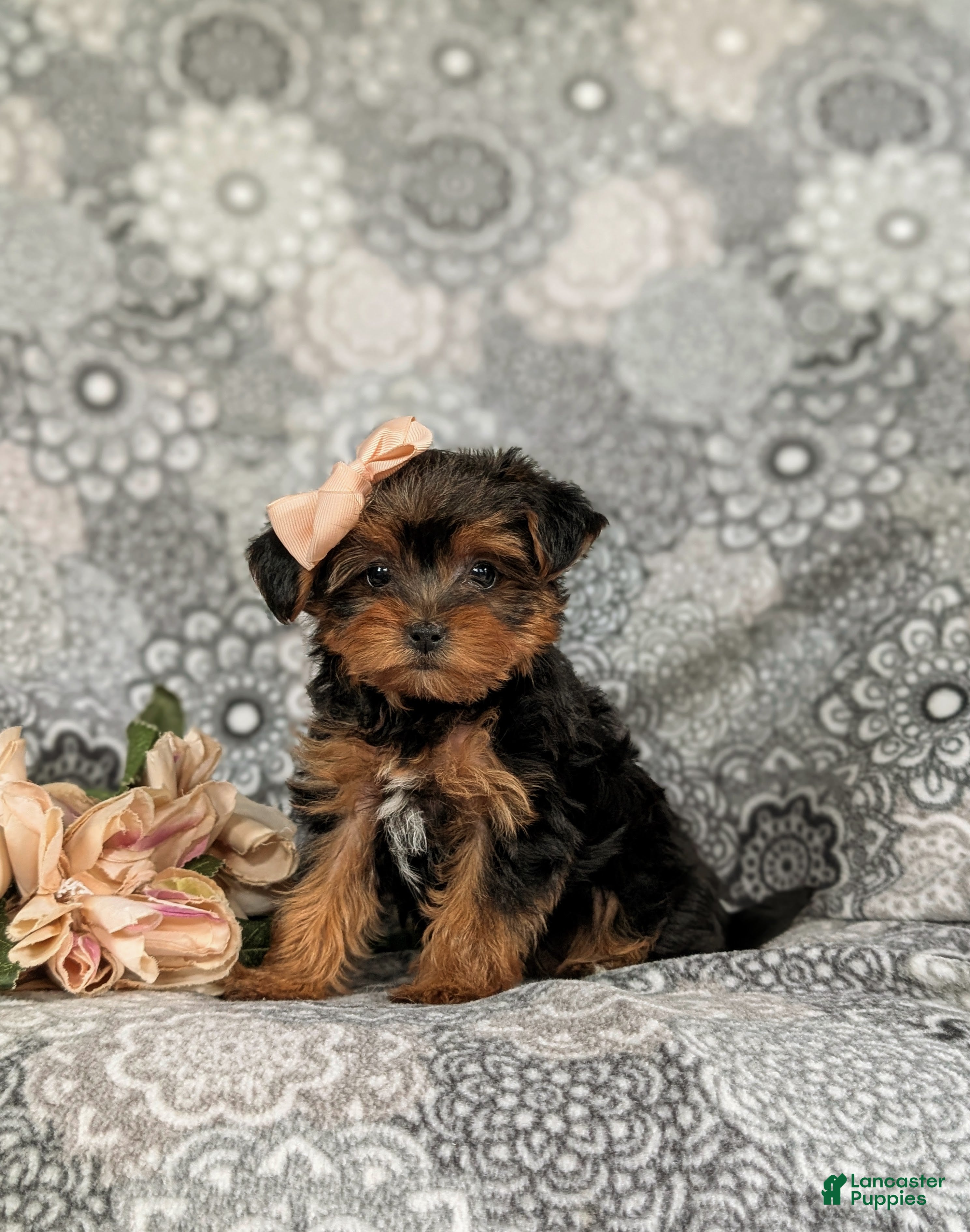 Yorkiepoo dogs Gabrielle 6 lbs Full Grown - Ad 1