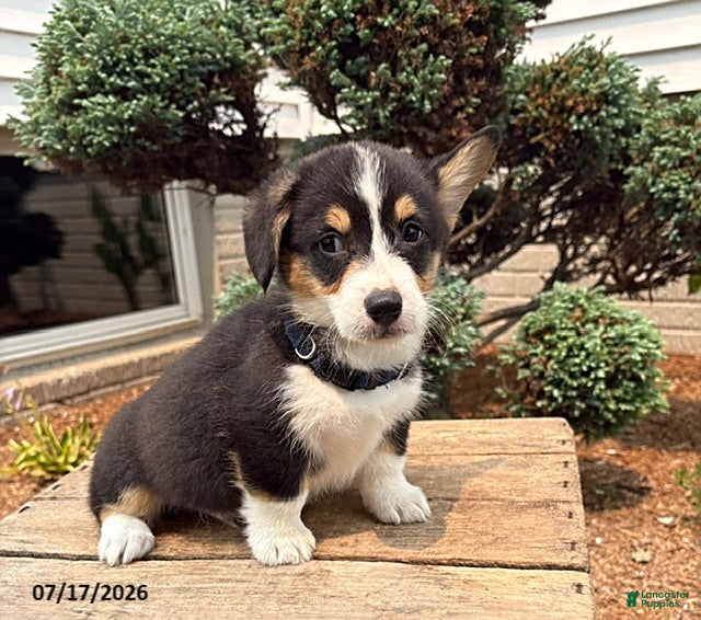 Welsh Corgi Pembroke dogs Gunner - Ad 1