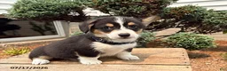 Welsh Corgi Pembroke dogs for sale: Gunner - Ad 1