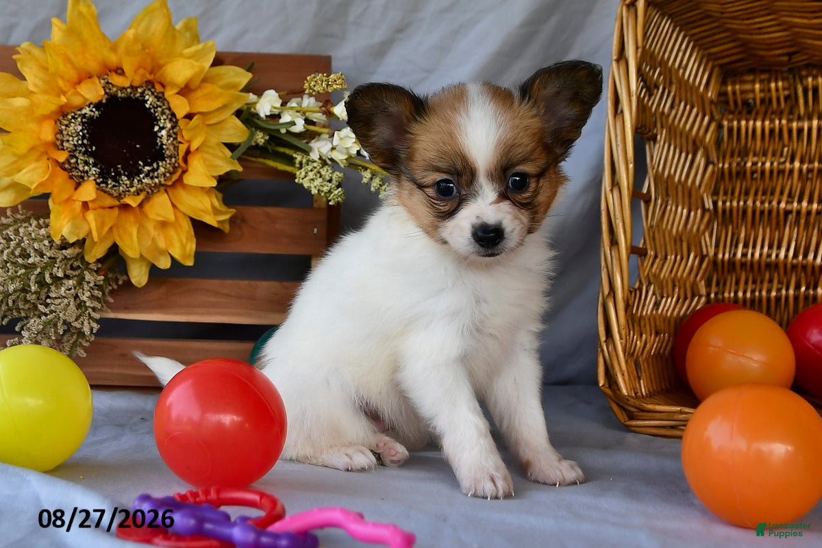 Papillon dogs Tasha - Ad 1