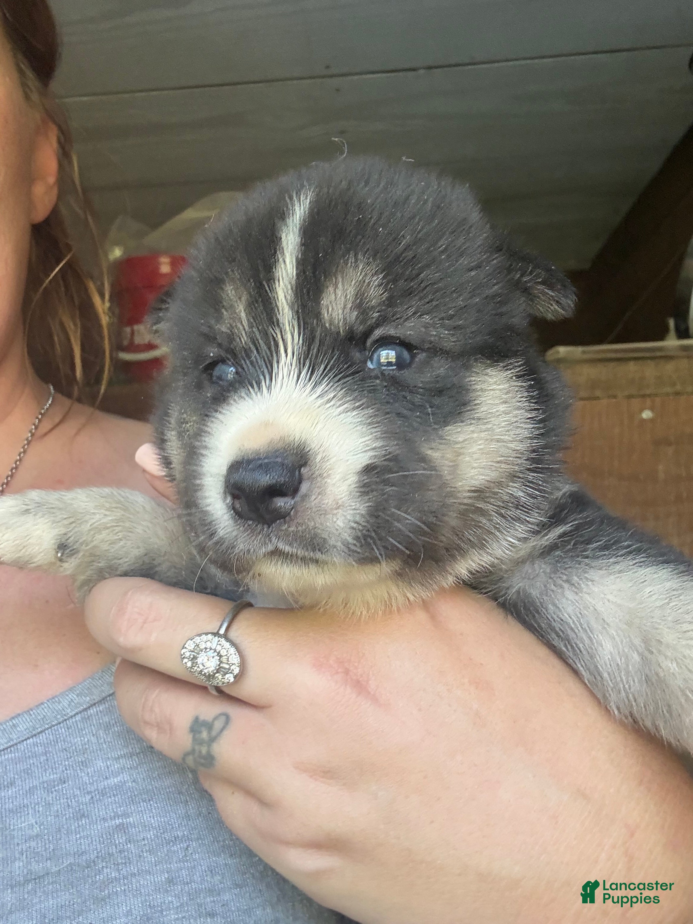 Gerberian Shepsky dogs for sale: Kayce - Ad 4