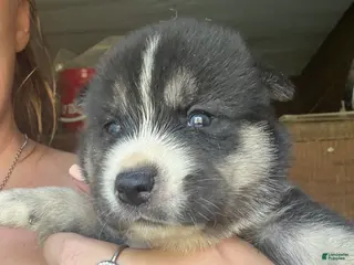 Gerberian Shepsky dogs for sale: Kayce - Ad 4