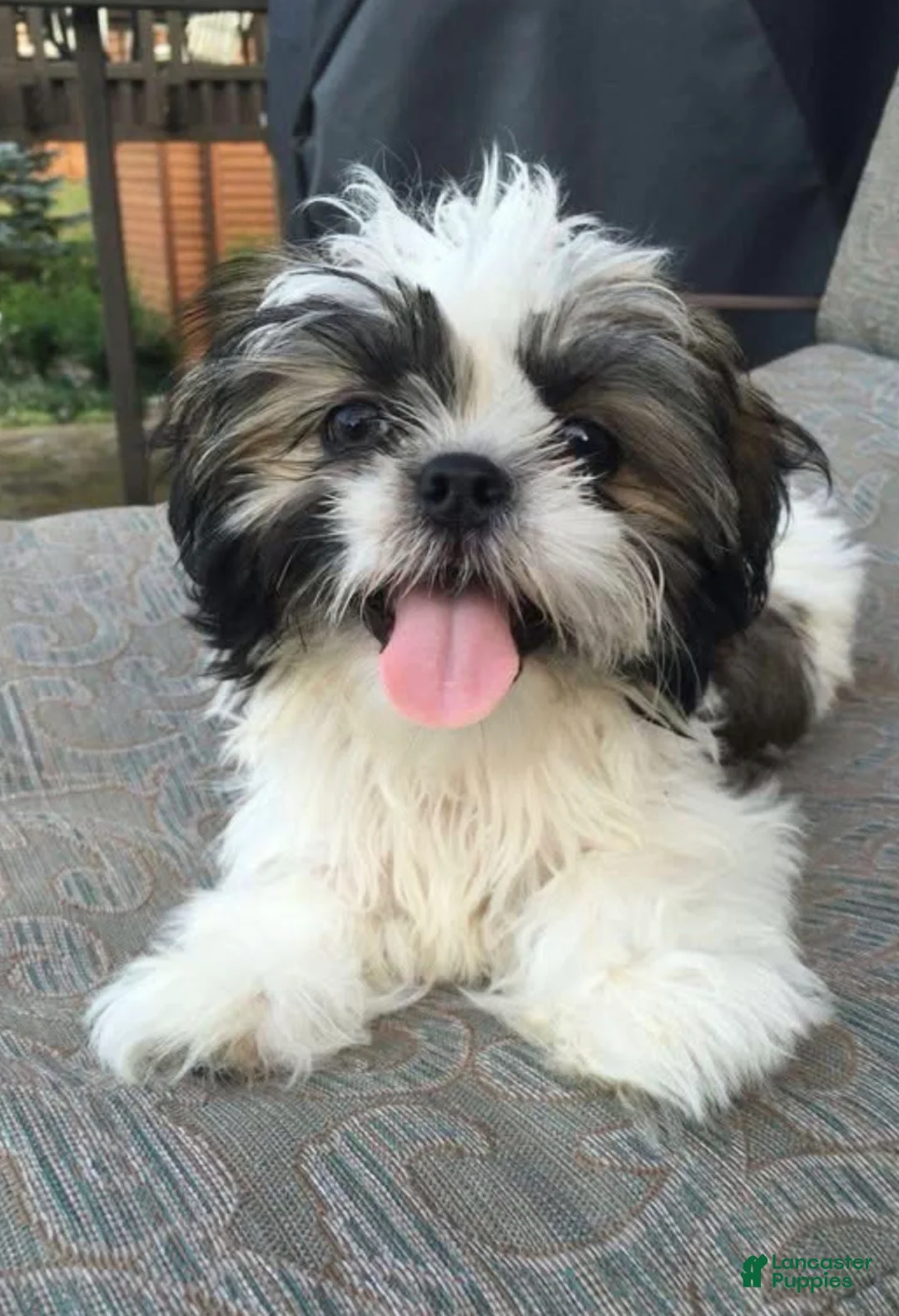 Shih Tzu dogs for sale: Shih Tzu Puppy 1 - Ad 2