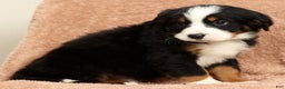 Bernese Mountain Dog dogs for sale: King - Ad 6