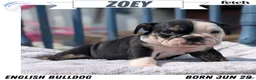 English Bulldog dogs for sale: Zoey - Ad 1