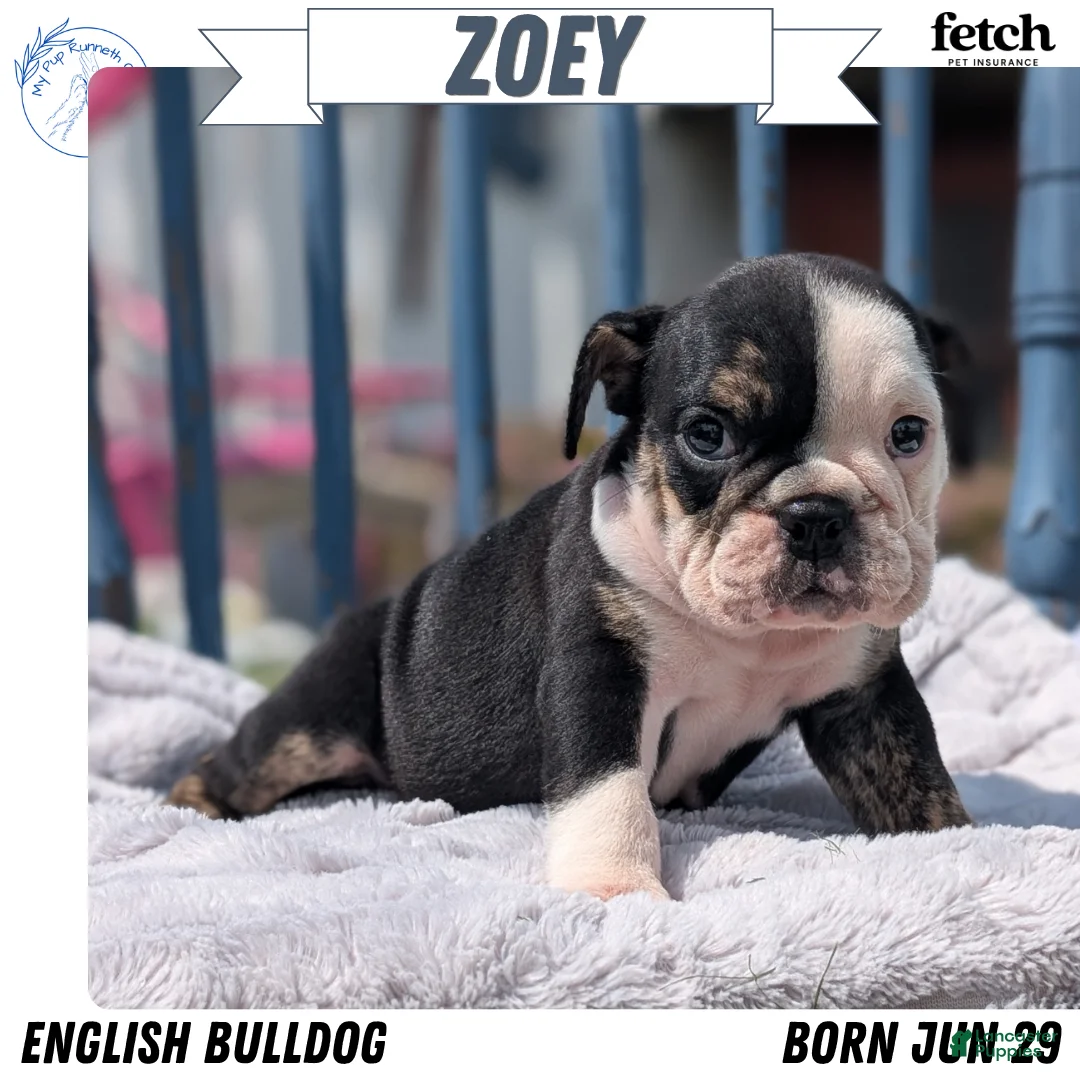 English Bulldog dogs for sale: Zoey - Ad 1