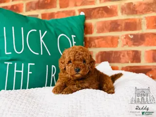 Mini Goldendoodle dogs Everest - Petite Size - Ad 32