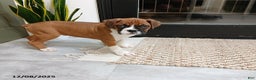 Boxer dogs for sale: Riley - Ad 1