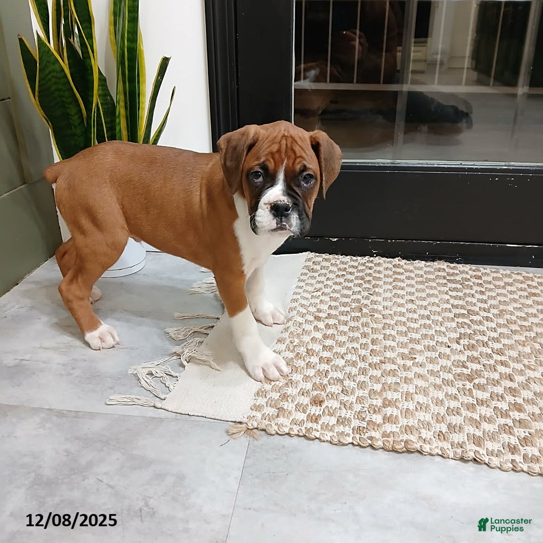 Boxer dogs for sale: Riley - Ad 1