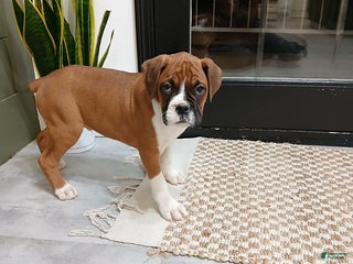 Boxer dogs Riley - Ad 18