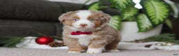 Miniature Australian Shepherd dogs for sale: Andre - Ad 1