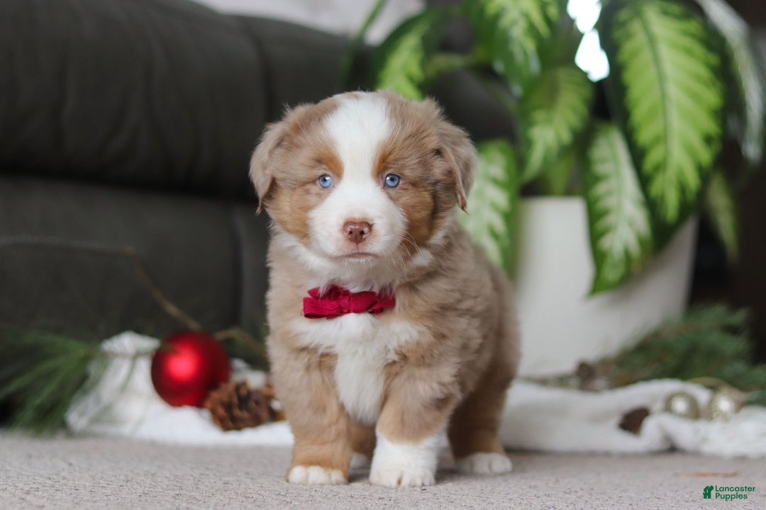 Miniature Australian Shepherd dogs for sale: Andre - Ad 1