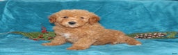 Mini Goldendoodle dogs for sale: Hope - Ad 1
