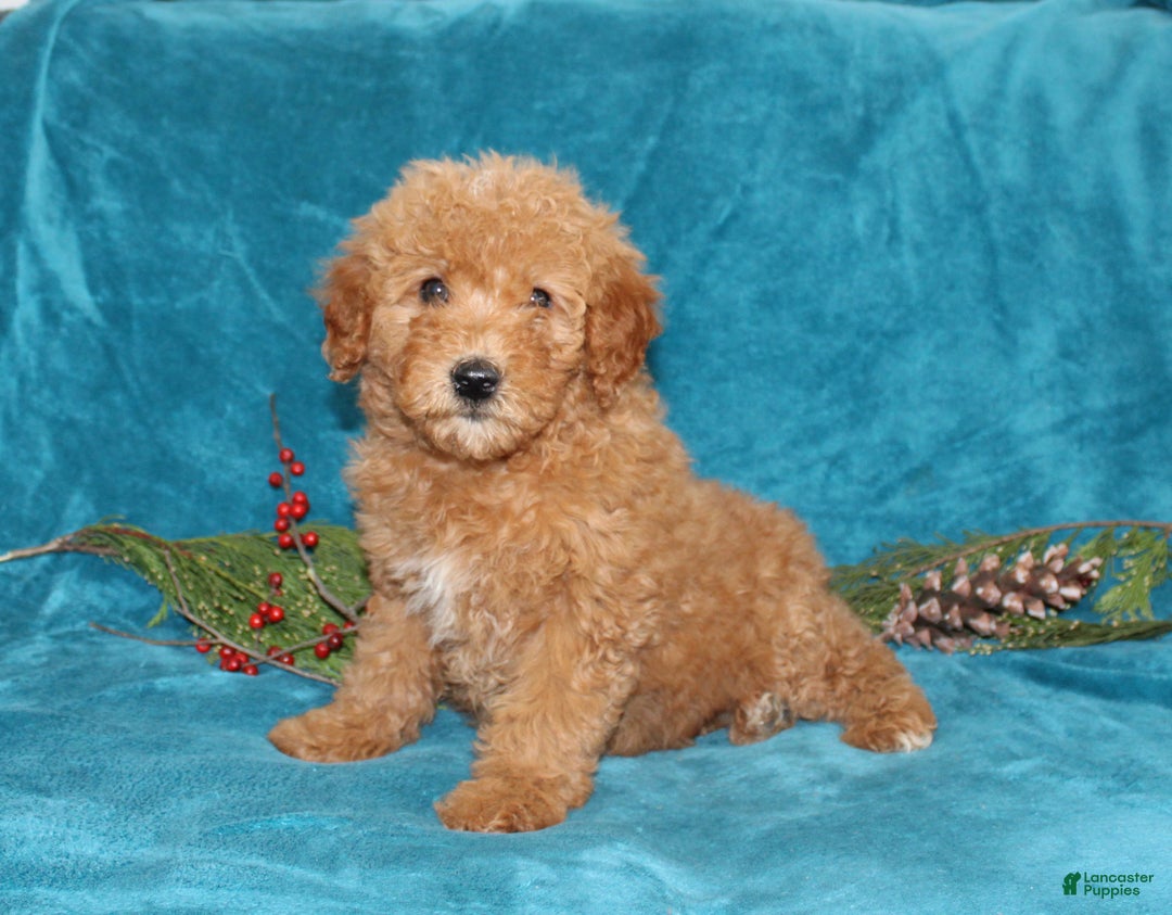 Mini Goldendoodle dogs for sale: Hope - Ad 1