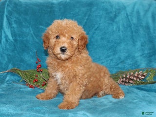 Mini Goldendoodle dogs Hope - Ad 36