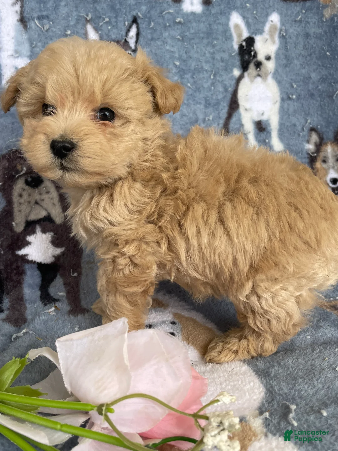 Toy Poodle dogs for sale: Romeo - Ad 1
