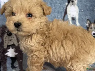 Toy Poodle dogs Romeo - Ad 32