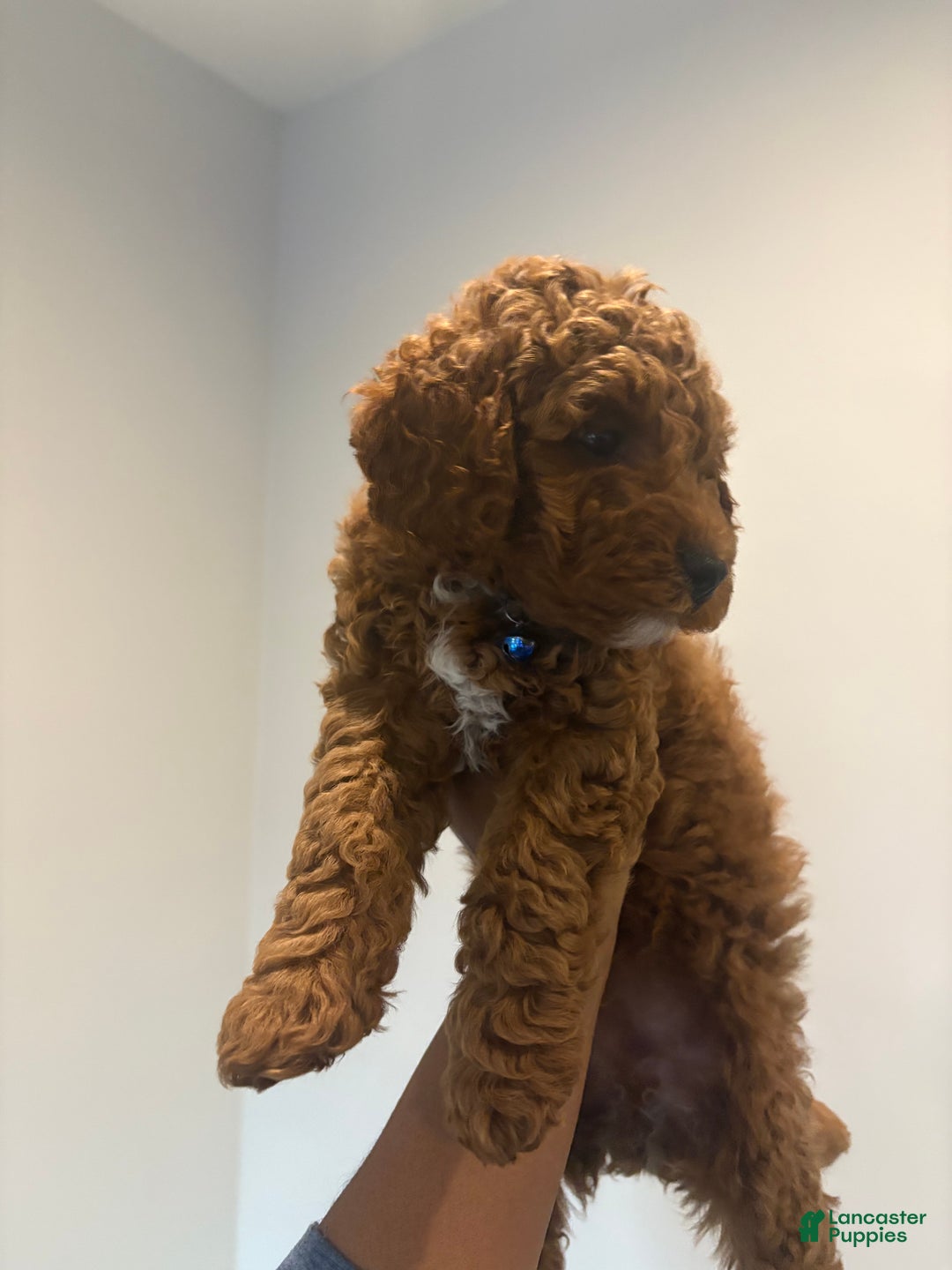 Miniature Poodle dogs for sale: Tiger - Ad 2