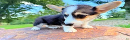 Welsh Corgi Pembroke dogs for sale: Annie - Ad 15