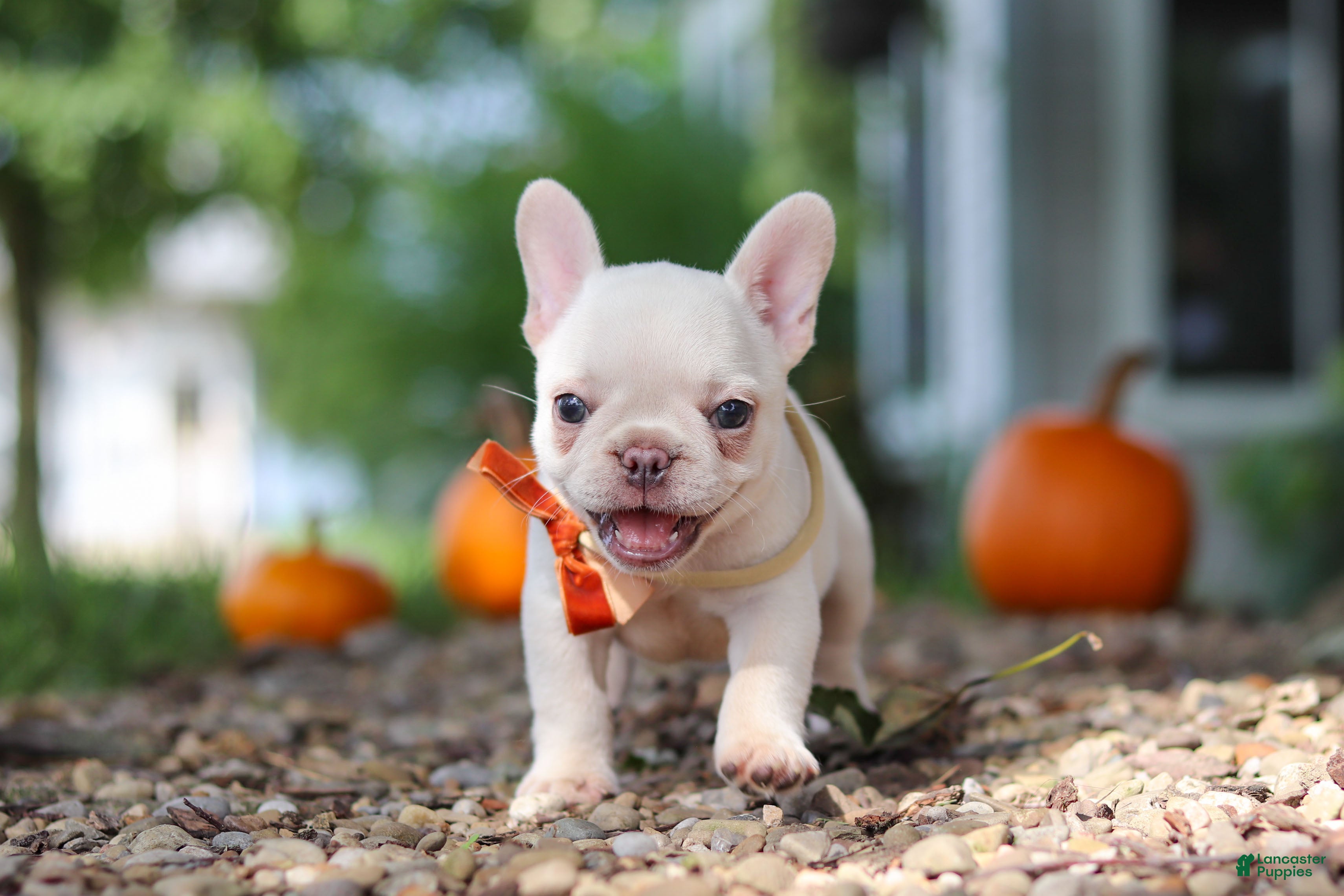 French Bulldog dogs Eden - Ad 2