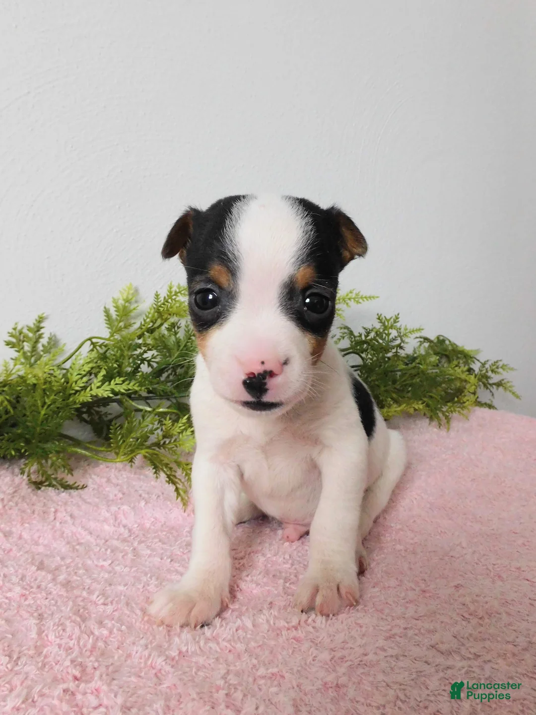 Jack Russell Terrier dogs for sale: Tinker - Ad 1